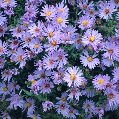 Close up image of blue daisy-like aster blooms