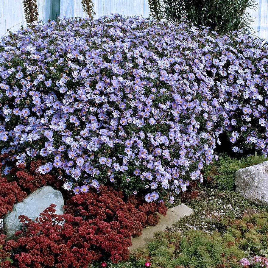 Bright blue mounds of aster flowers in a garden hedge