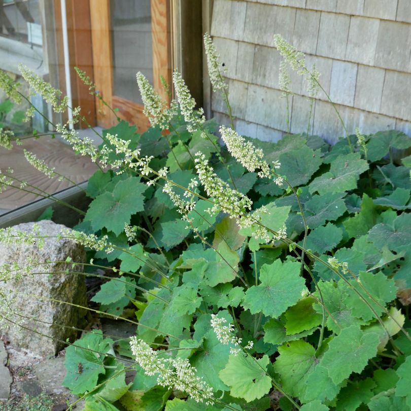 Woodland perennial &