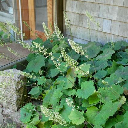 Woodland perennial &