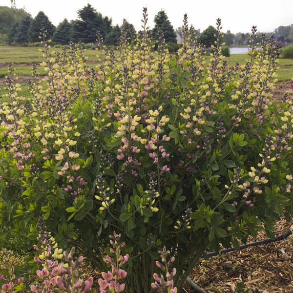 Baptisia Pink Lemonade False Indigo has sturdy stalks of blooms in the cottage garden. 