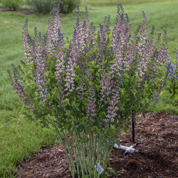 Baptisia Pink Truffles False Indigo has soft pink blooms appearing in spring.
