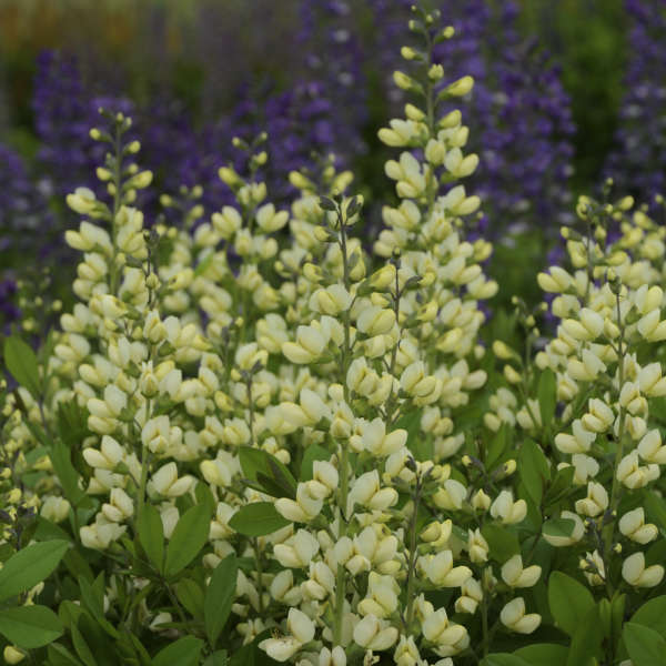 Baptisia Vanilla Cream False Indigo has creamy white flowers that blooms for weeks. 