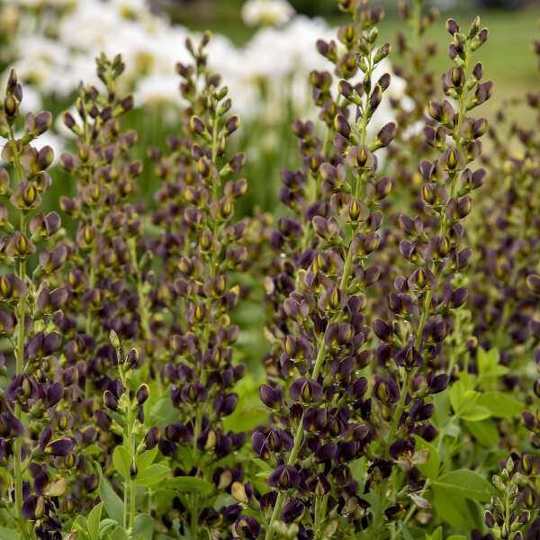 Baptisia Dark Chocolate False Indigo with near black burgundy flowers blooms in the garden.