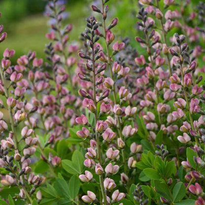 Baptisia Pink Truffles False Indigo has soft pink blooms appearing in spring. 