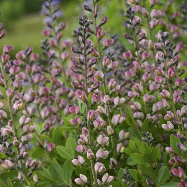 Baptisia Pink Truffles False Indigo has soft pink blooms appearing in spring. 