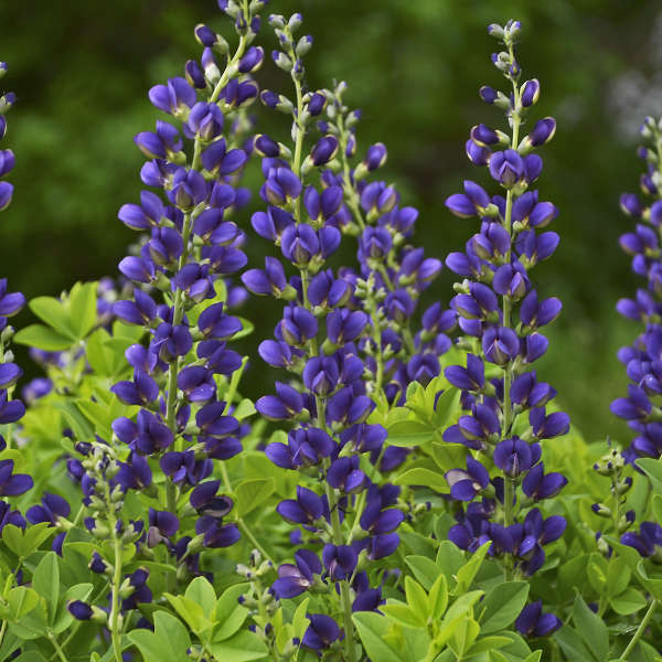 Decadence 'Sparkling Sapphires' False Indigo (Baptisia) - Thumbnail 2