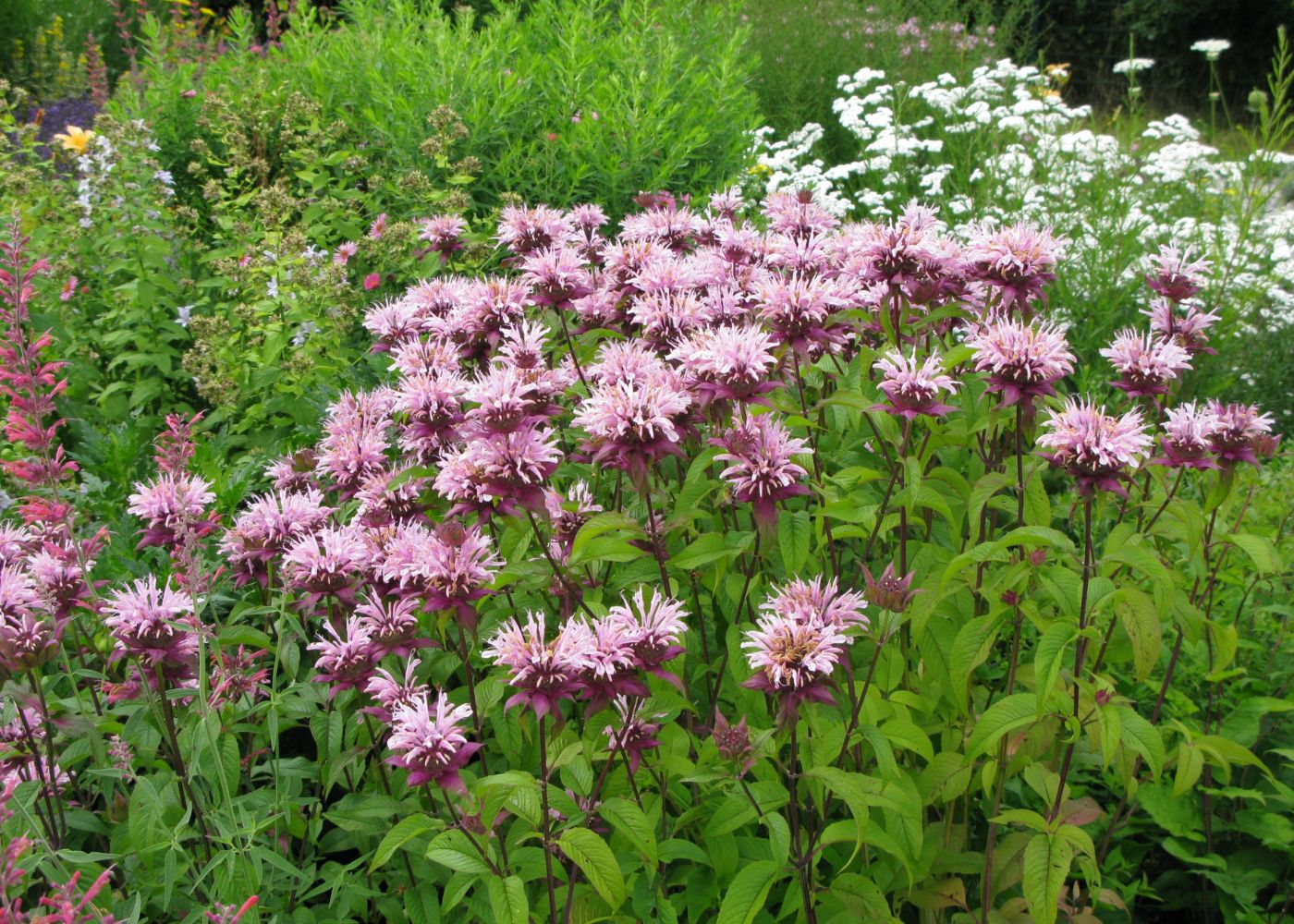 Pink flowering bee balm in a garden setting with greenery and white flowers in the background