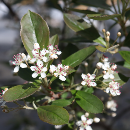 A cluster of dainty white flowers with red pollen atop green foliage on Berry Scape aronia. 