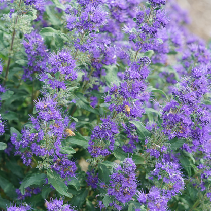 Close-up of purple bluebeard flowers with silvery green foliage covered in bees