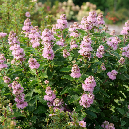 Pink flowering bluebeard plants with green leaves in a garden setting