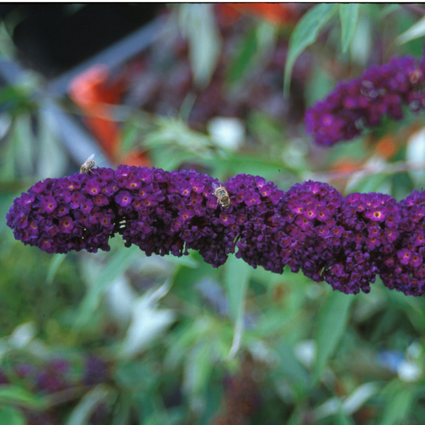 Black knight butterfly bush deals