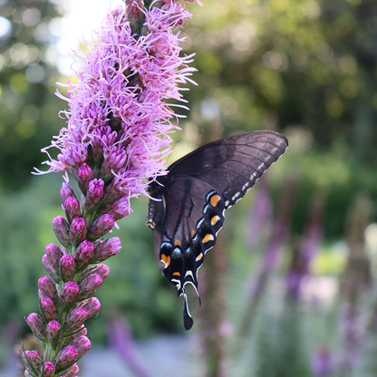 Butterfly landing on blazing star flower