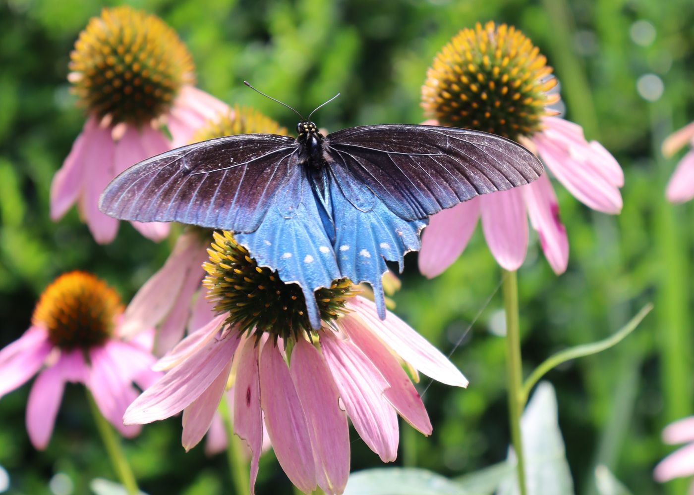 Blue butterfly resting on a coneflower