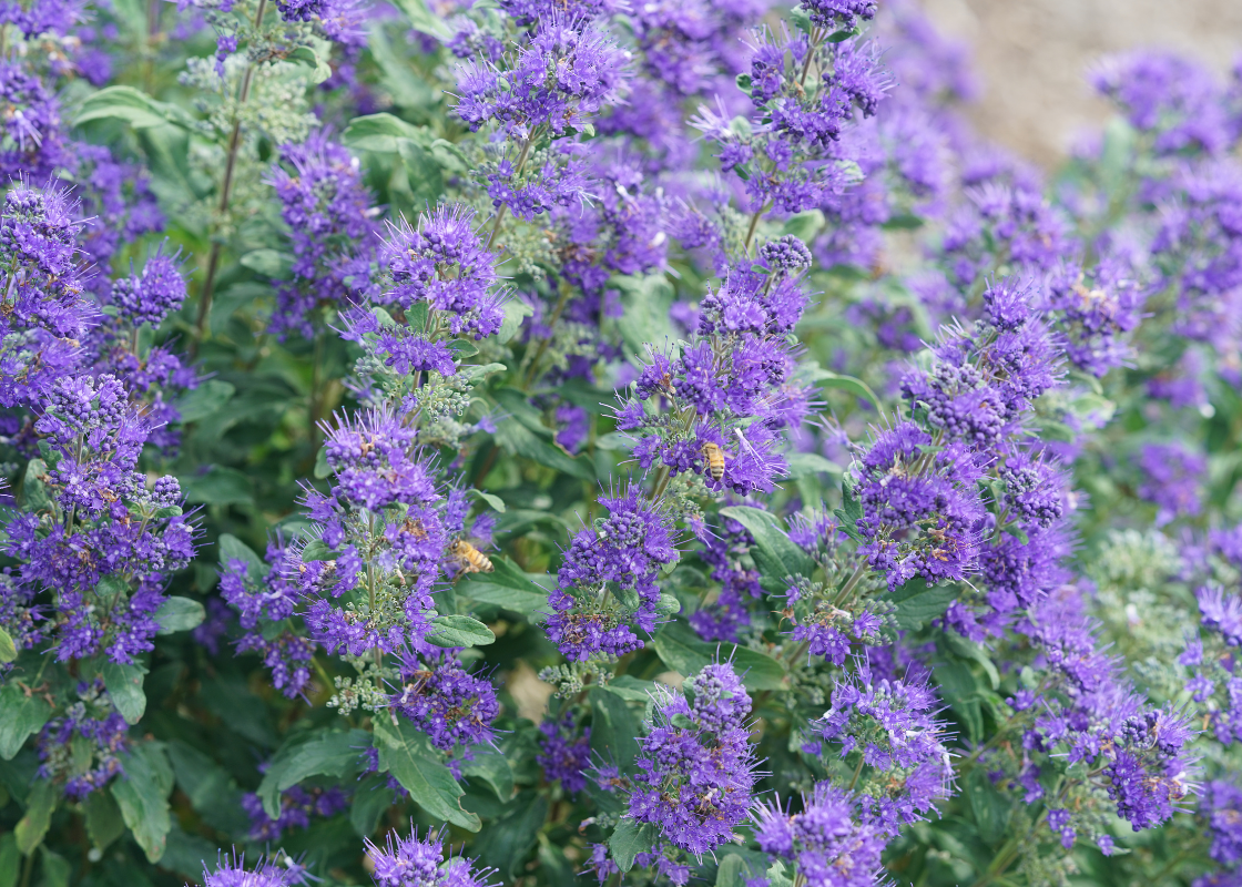 Blue/purple Caryopteris flowers with pollinators buzzing around the plant