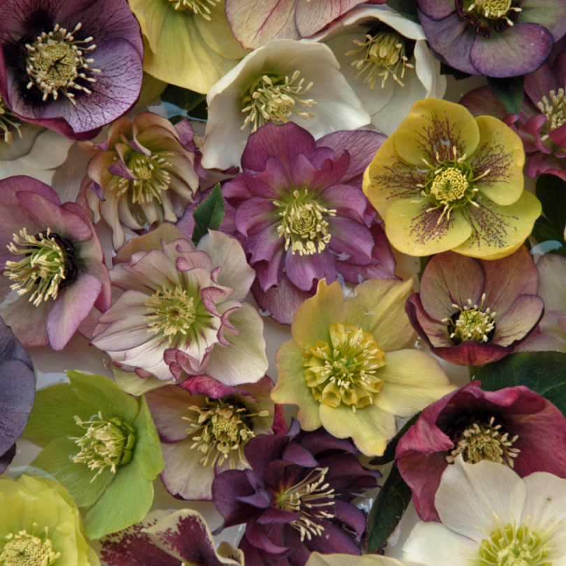 Shows blosssoms with an array of vibrant hues including dark red, spotted pink, and apricot that &