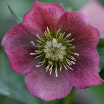 Close up of dark red blossom of &