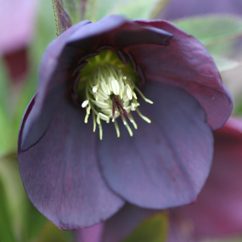 Close up of purple blossom of &