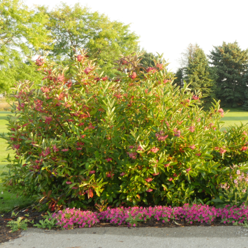 Brandywine Witherod Viburnum with pink berries in a garden. 
