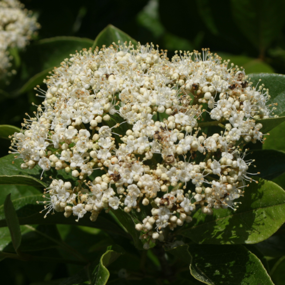 Close-up of a Brandywine Witherod Viburnum foamy white flower cluster. 
