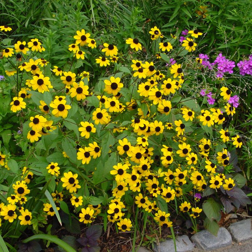 Brown-Eyed Susan - Rudbeckia triloba