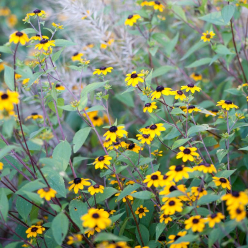 Brown-Eyed Susan native plant in a pollinator garden.