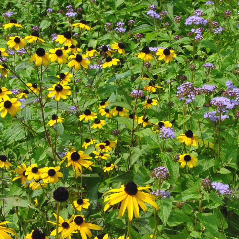 Brown-Eyed Susan with golden color blooms in a pollinator garden.