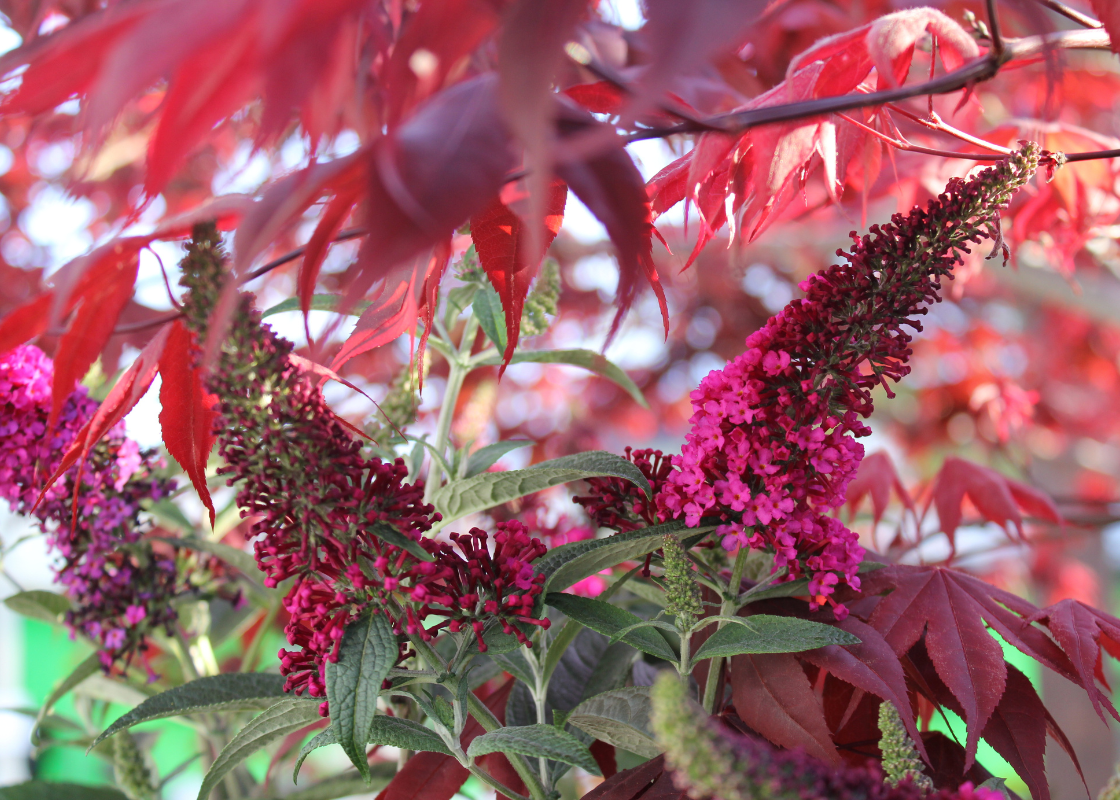 Close-up of vibrant red and pink butterfly bush flowers with green leaves.