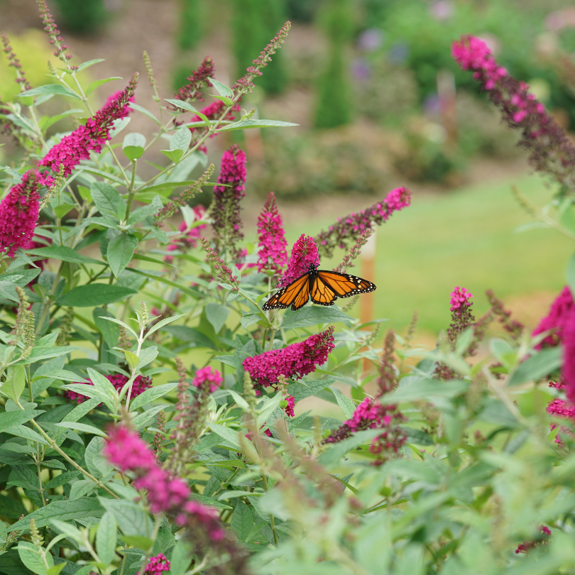 Miss Molly Butterfly Bush with a monarch butterfly feeding on the nectar