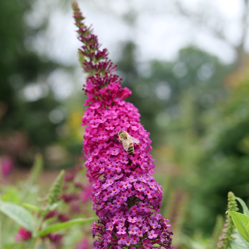 Pink butterfly bush flower with bee feeding on the nectar