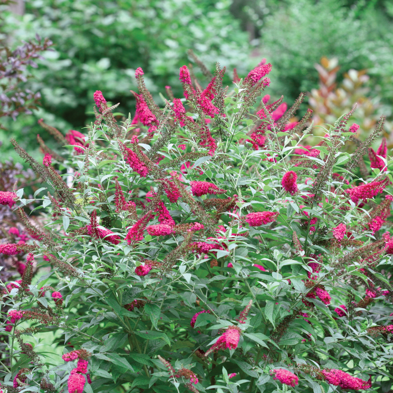 Beautiful pink butterfly bush blooms a top green foliage