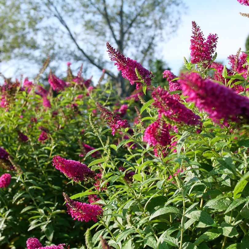 Miss Molly pink butterfly bush shining in a bright sunny garden