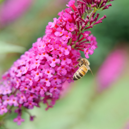 Bee feeding on pink florets from butterfly bush