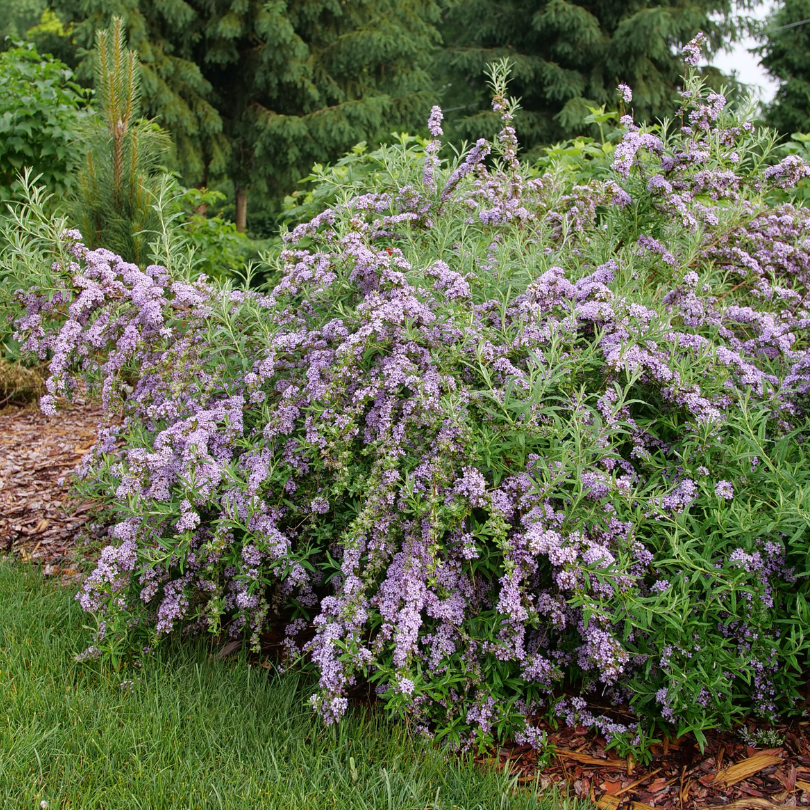 Beautiful weeping purple blooms in a sunny garden