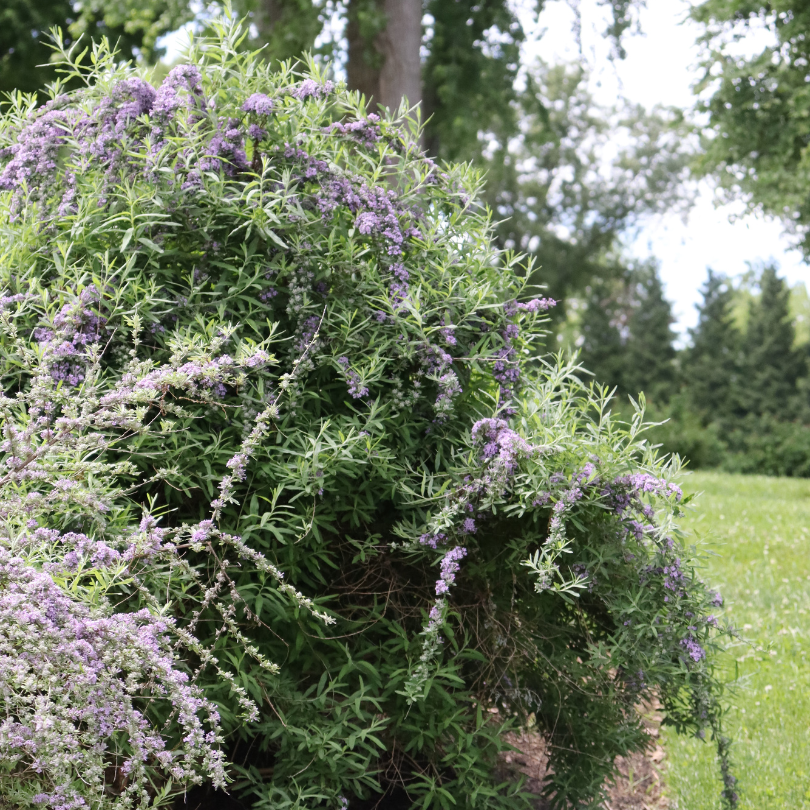 Large shrub with vivid green foliage and purple weeping flower branches