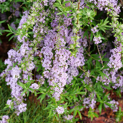 Close up image of purple florets cascading on weeping branches