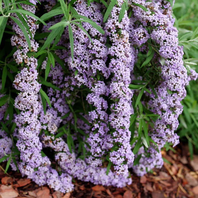 Close up image of purple florets cascading on weeping branches