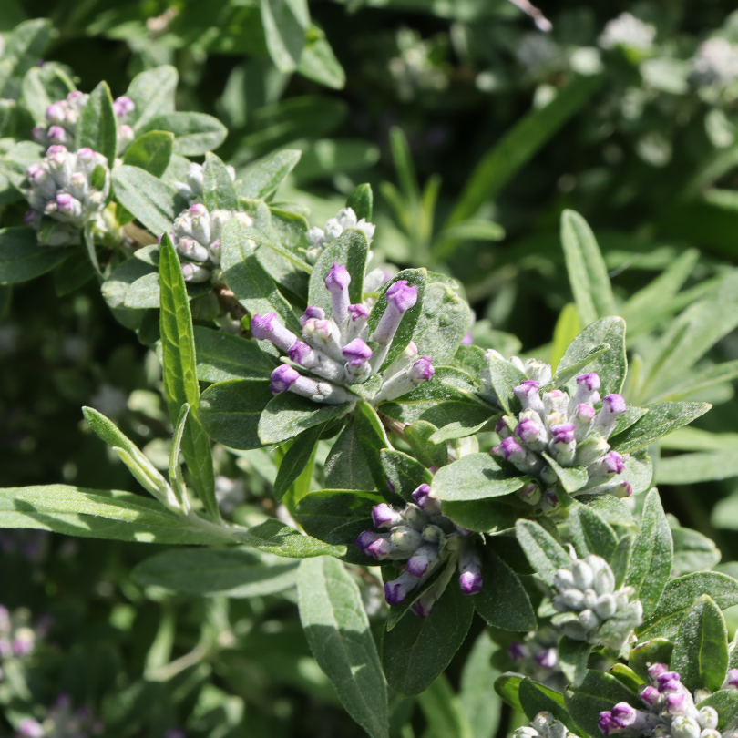 Close up image of purple flower buds before blooming