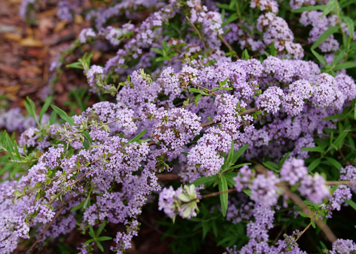 Branching butterfly bush with lilac florets cascading downward