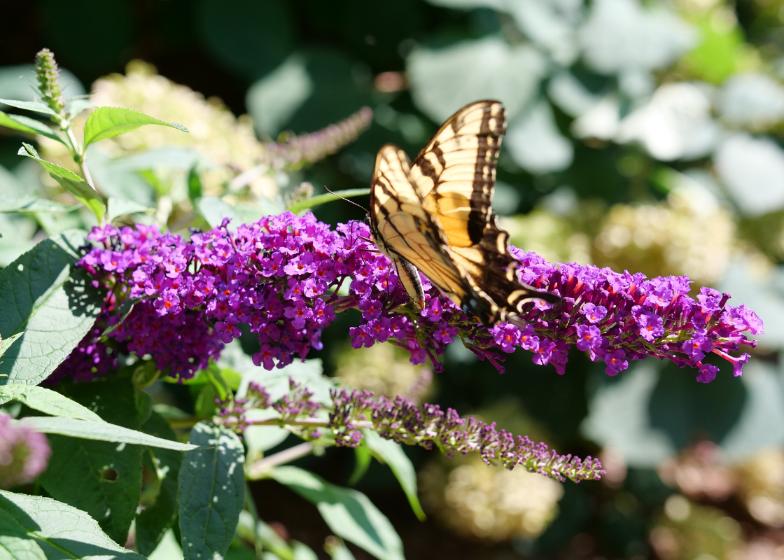 Swallowtail butterfly perched on purple buddleia flowers with a blurred green background