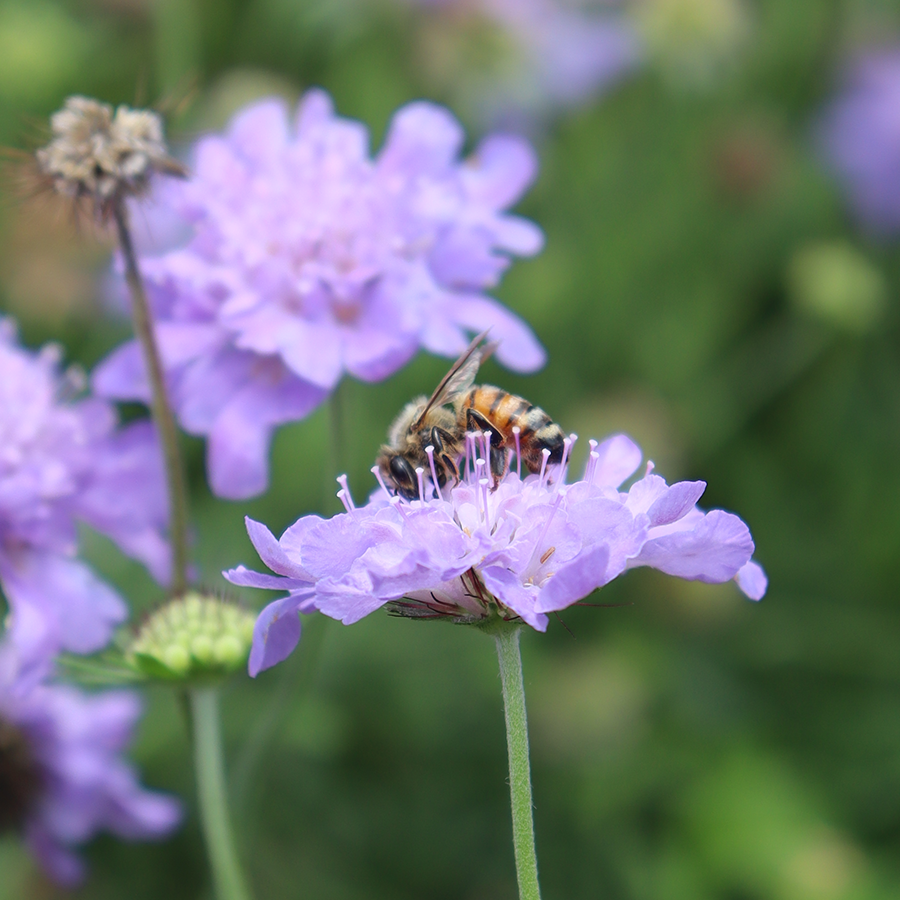 Bee resting on purple pincushion flower