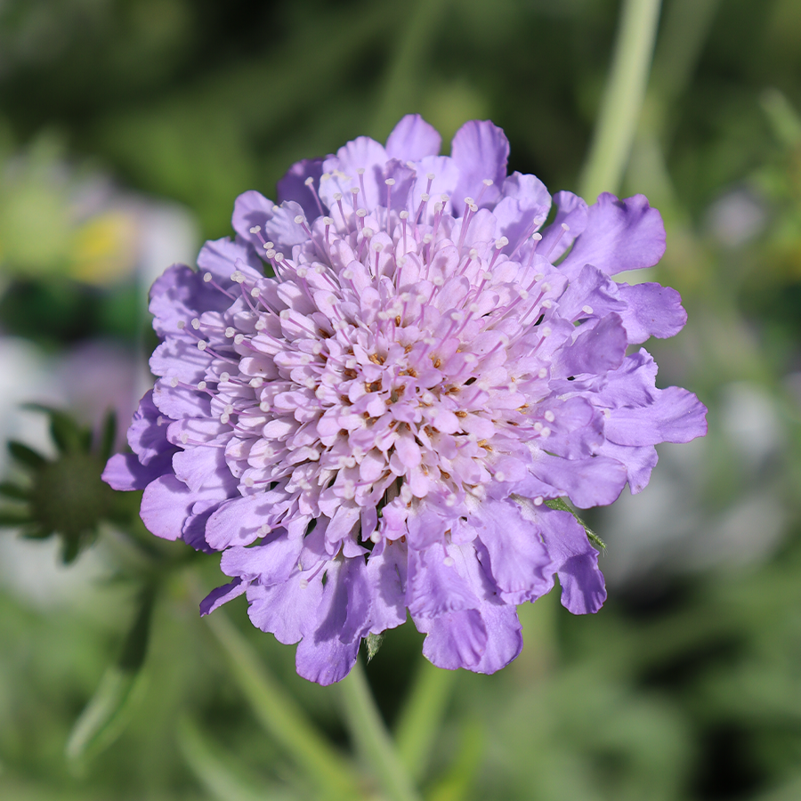 ButterflyBushes.com Pincushion Flower - Thumbnail 2