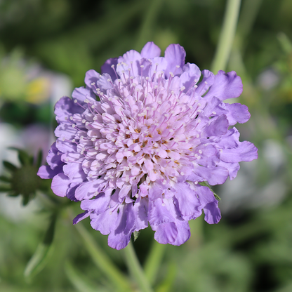 Up close image of purple pincushion flower