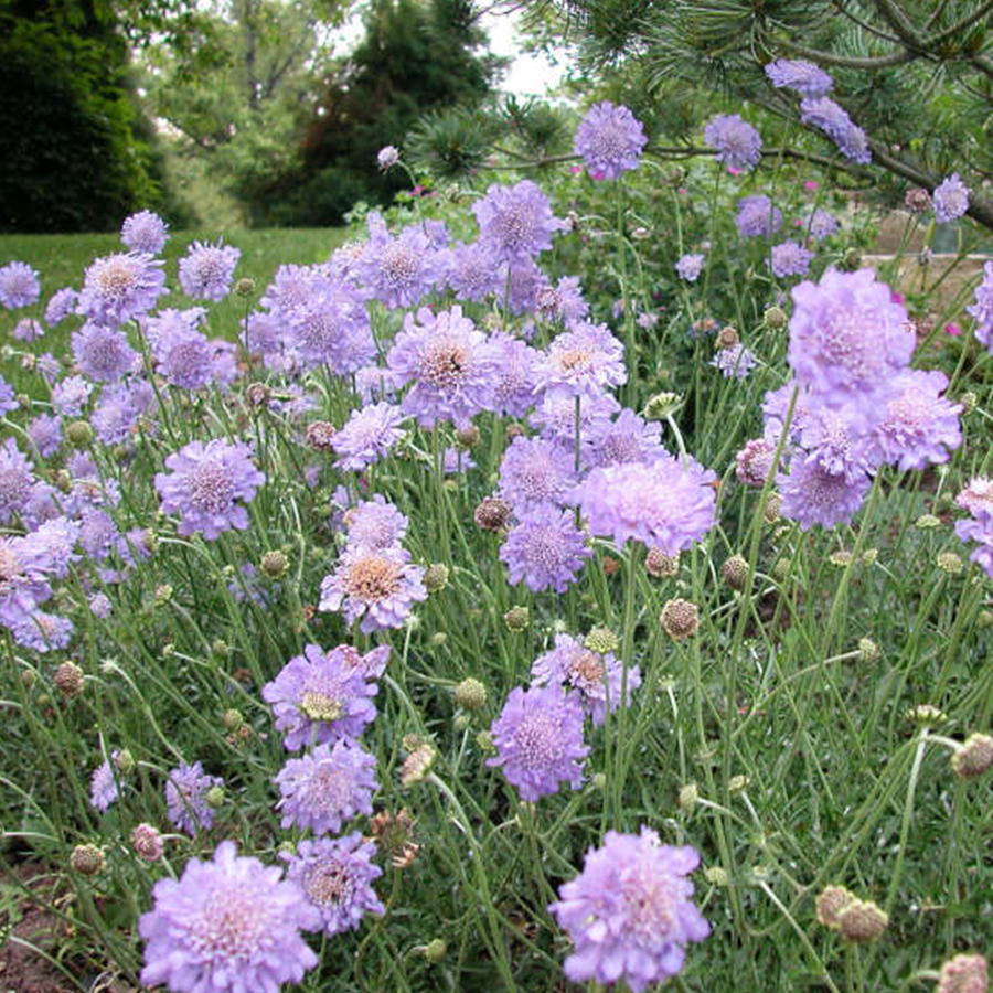 ButterflyBushes.com Pincushion Flower - Thumbnail 3
