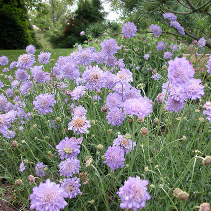 Purple pincushion flowers in the garden