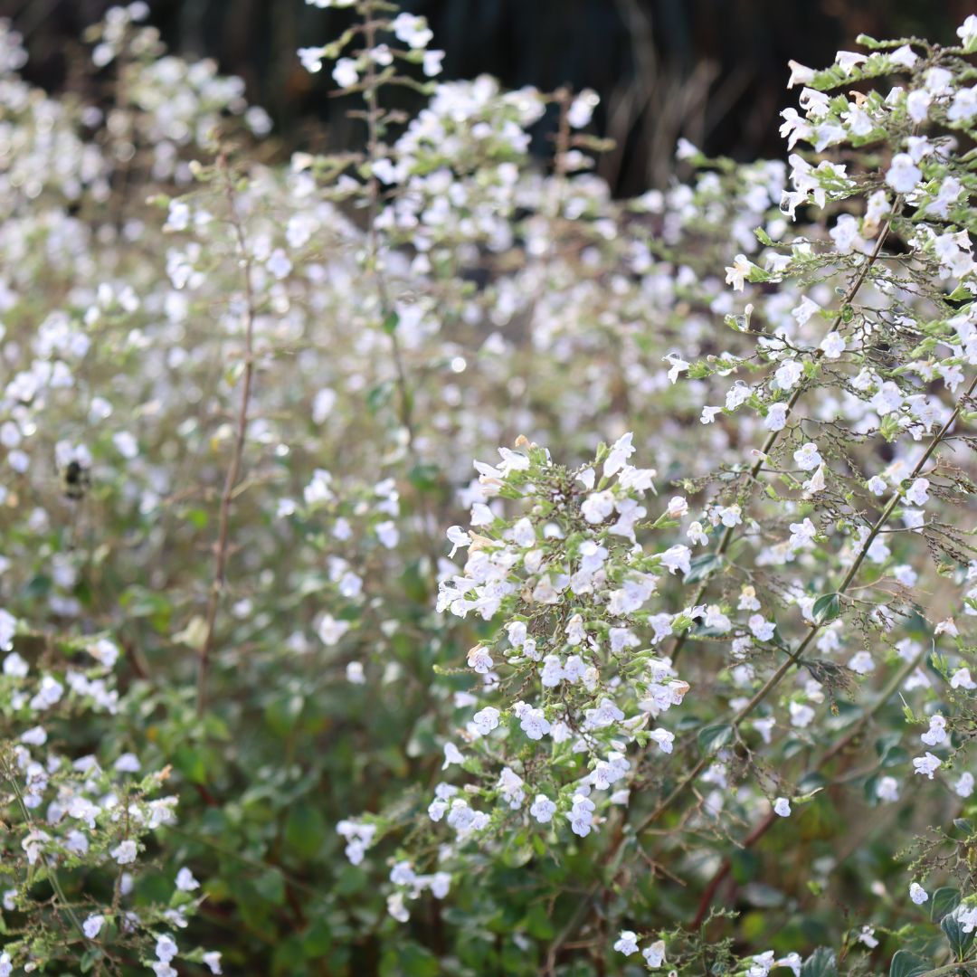 Calamint covered with white blooms in a rock garden. 