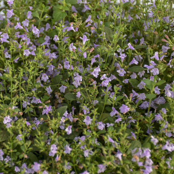 Marvelette Blue Calamint blooming in early summer and providing a playground for honey bees, butterflies and hummingbirds. 