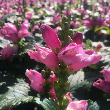 Close up image of pink turtlehead flowers