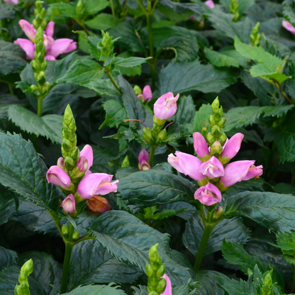 Pink turtlehead flowers in the garden