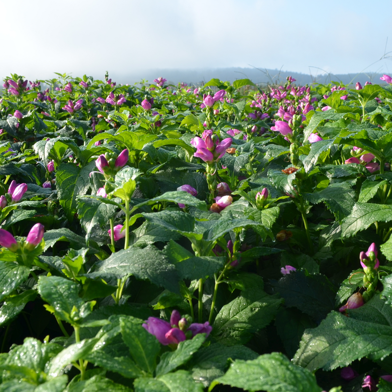 Field of native pink turtlehead flowers